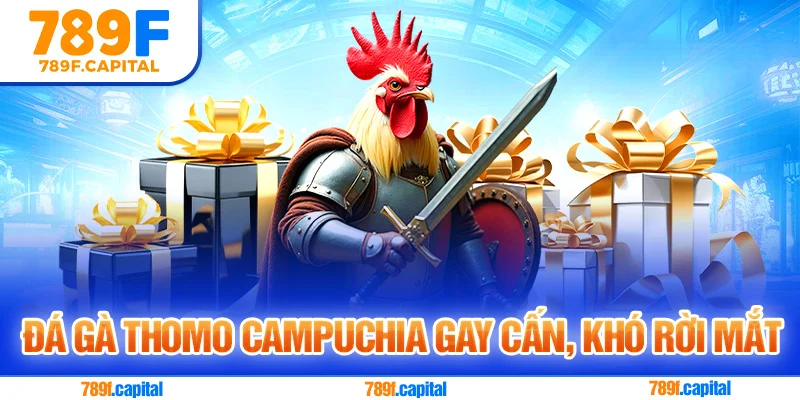 Đá gà thomo campuchia gay cấn khó rời mắt
